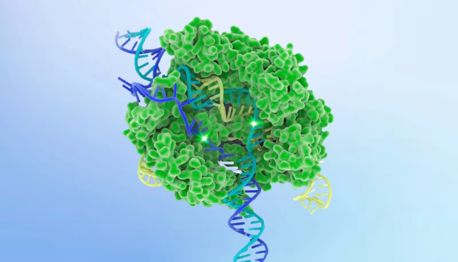 Illustration of CRISPR-Cas9 complex, courtesy of the Innovative Genomics Institute