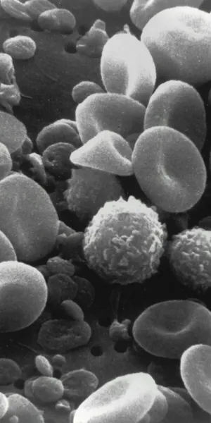 Image of blood cells