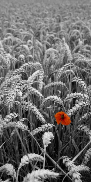 Image of a poppy in a wheatfield