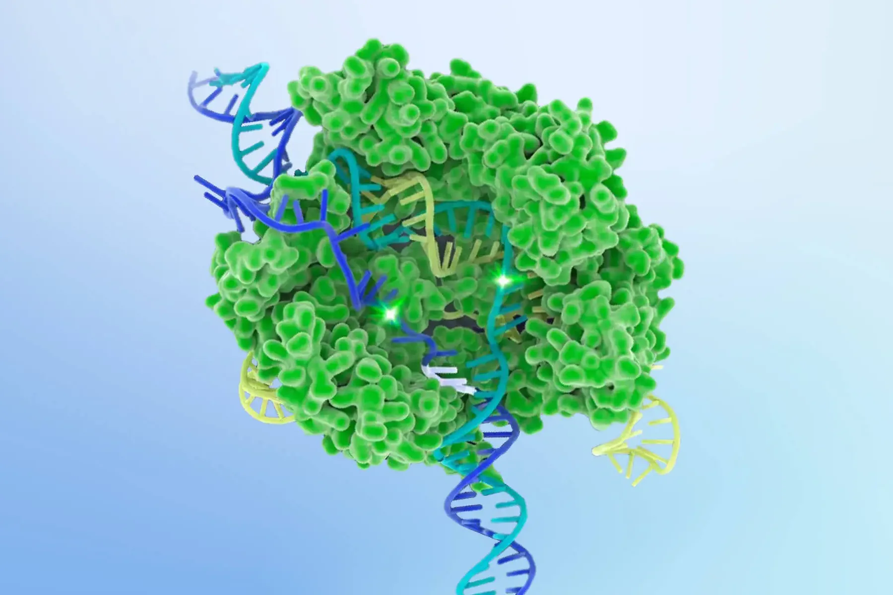 Illustration of CRISPR-Cas9 complex, courtesy of the Innovative Genomics Institute
