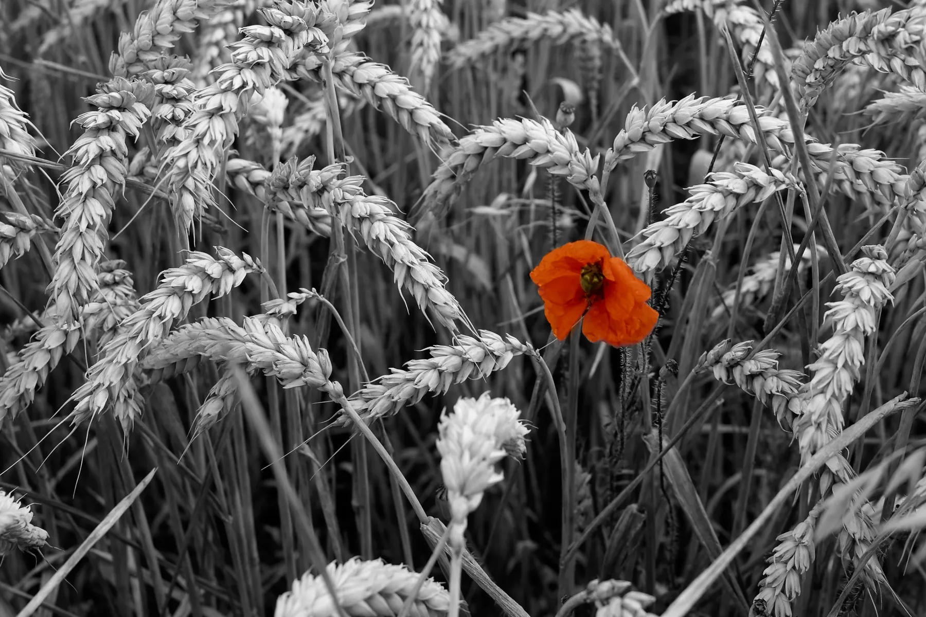 Image of a poppy in a wheatfield