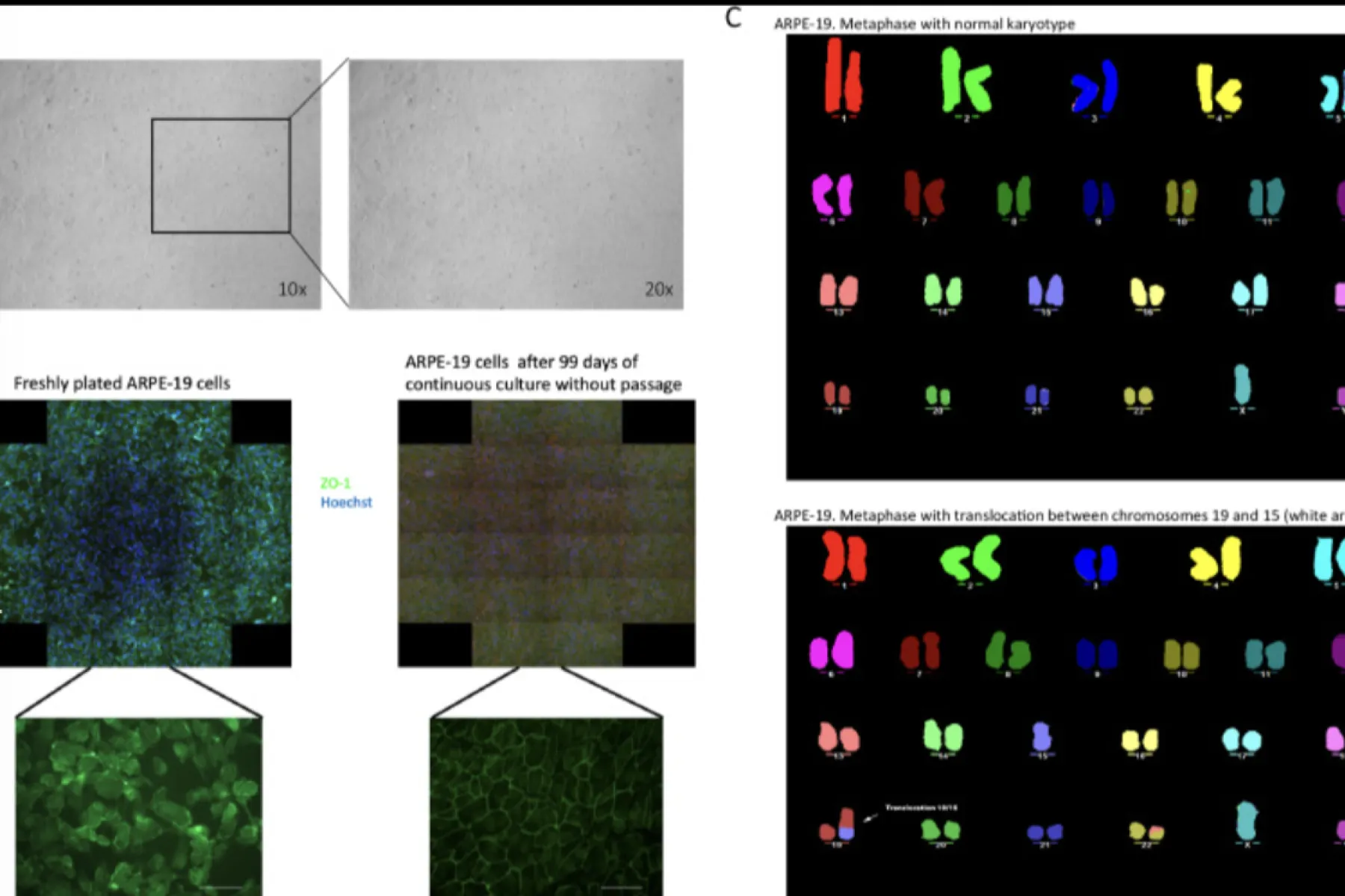 Screenshot of Figure 1 from the paper