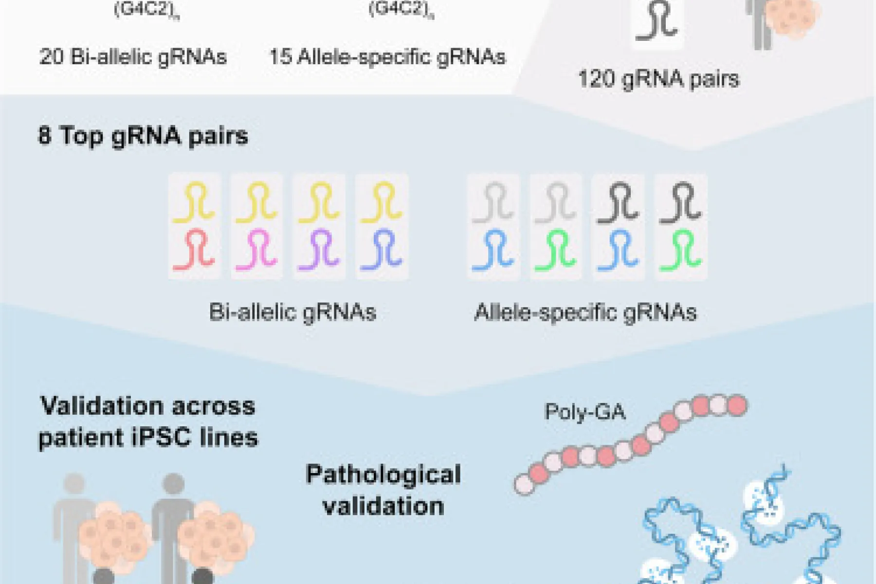 Graphical abstract