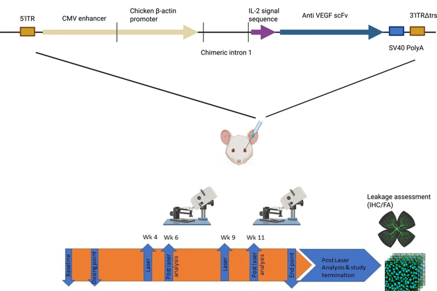 Graphical abstract